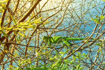 Chameleon in nature