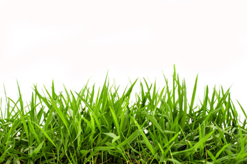 green grass isolated on white background
