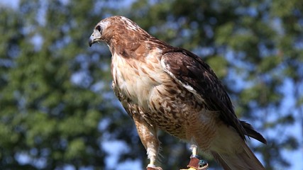 Red-tailed Hawk