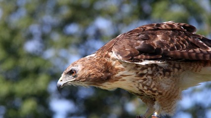 Red-tailed Hawk