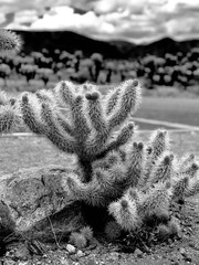 Joshua tree national park
