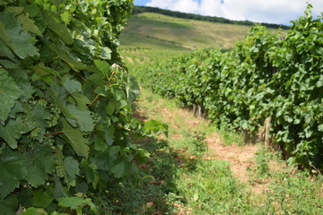 Fototapeta na wymiar Winnice na Węgrzech