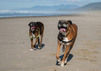 Two playful Boxer dogs running on the beach, tongues out, scenery in the background