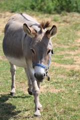 Donkey