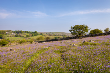 Dartmoor meadow with bluebells on a spring morning