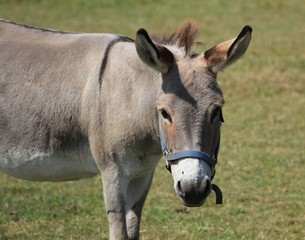 Obraz premium Donkey