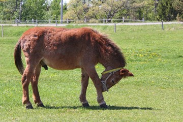 Naklejka premium Donkey