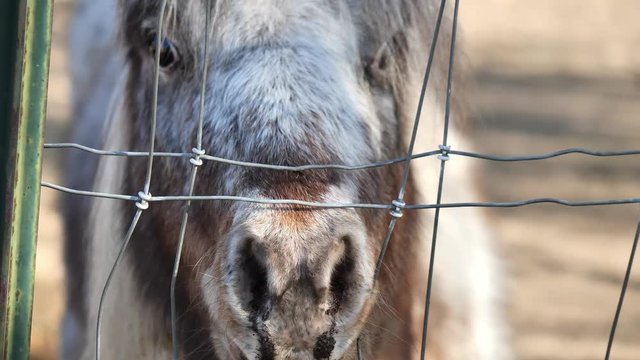 Clip of adorable Shetland ponies out of focus in the background, shot through the fence. Shot in 4k 60fps and slowed down to 30fps.