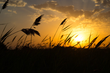 Golden ears of wheat on the field. Sunset light. Close up view.