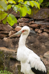pelican