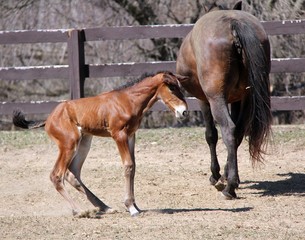 Obraz premium Young Horse