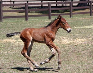 Young Horse