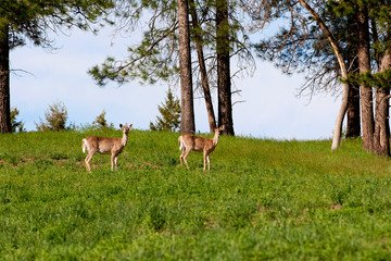 Naklejka na ściany i meble Two White-tailed deer in green field
