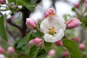 Naklejka na ściany i meble Beautiful pink and white apple blossoms