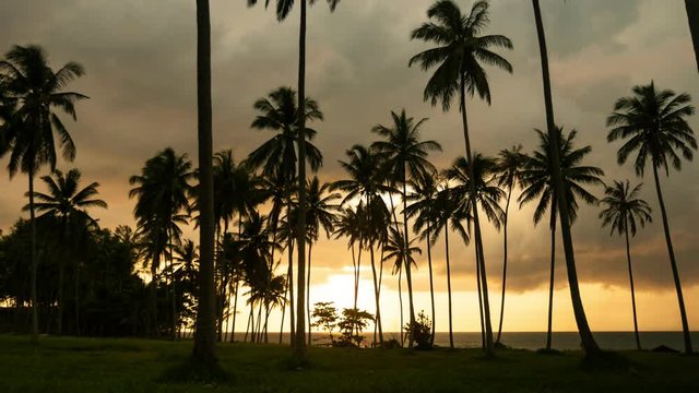 Coconut palm trees in evening sunset time 4k time lapse shot