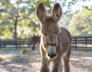 Donkey foal in sand paddock