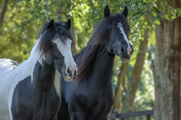 Gypsy Vanner horses close together