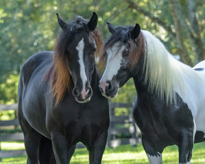 Fototapeta na wymiar Gypsy Vanner horses close together
