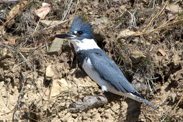 A Belted Kingfisher sits near his nest