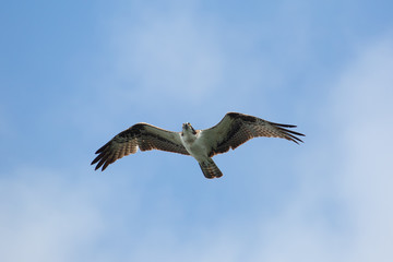 Obraz premium Osprey in flight