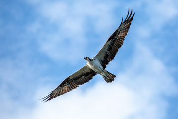 osprey in flight