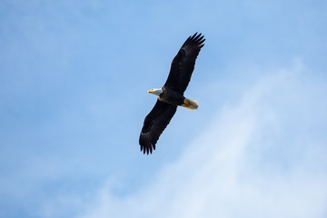 bald eagle in flight