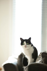 Three legged cat vertical portrait