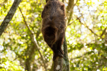 howler monkey in the wild