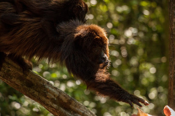 howler monkey grabing food