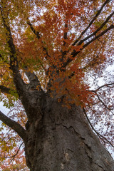 小諸城址懐古園紅葉まつり