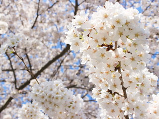 桜　静岡県浜松市　日本