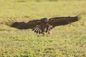 An immature Bald Eagle, prepares to land