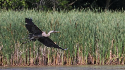 Great Blue Heron