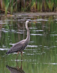 Great Blue Heron