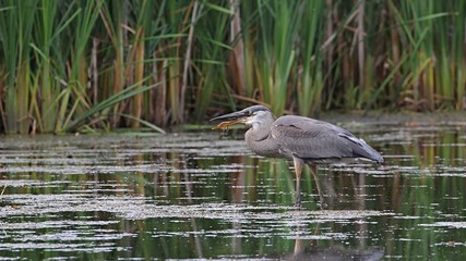 Great Blue Heron
