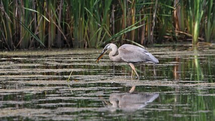 Great Blue Heron