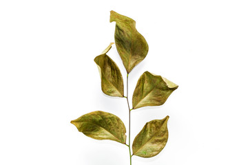 Dry leaves on white background