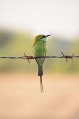 A green bee eater with catched insect