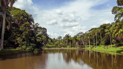 Fototapeta na wymiar Lake of the Nymphs (Lago das Ninféias), in Sao Paulo's Botanical Garden, Brazil