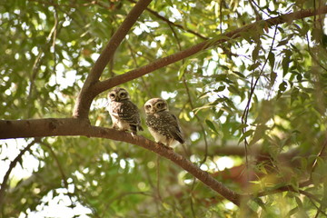 Two owlets alert for any danger near them