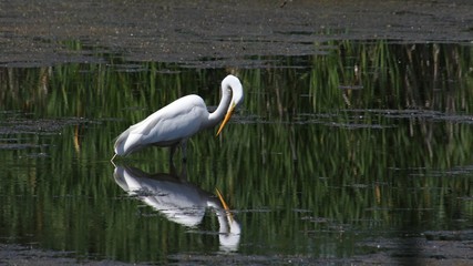 Great Egret