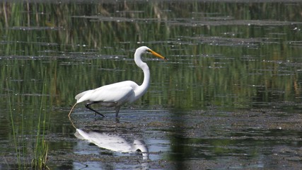 Great Egret
