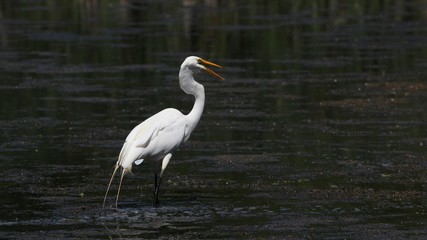 Great Egret