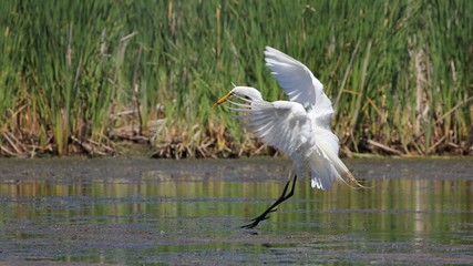 Great Egret