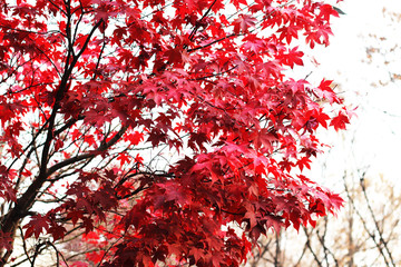 Leaves color change in South Korea.