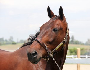 Fototapeta premium Horse