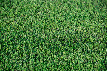 Grass lawn close-up.