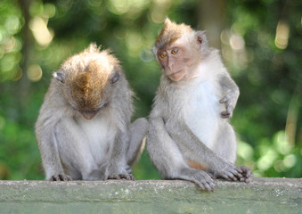 A pair of macaque monkeys sitting on ledge waiting for food