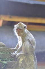 macaque monkey sitting on ledge looking at camera