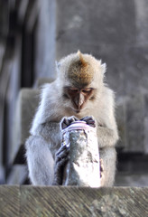 macaque monkey exploring an old can
